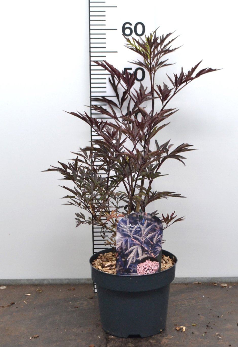 Sambucus nigra 'Black Lace' ® - C3 20-40 CM